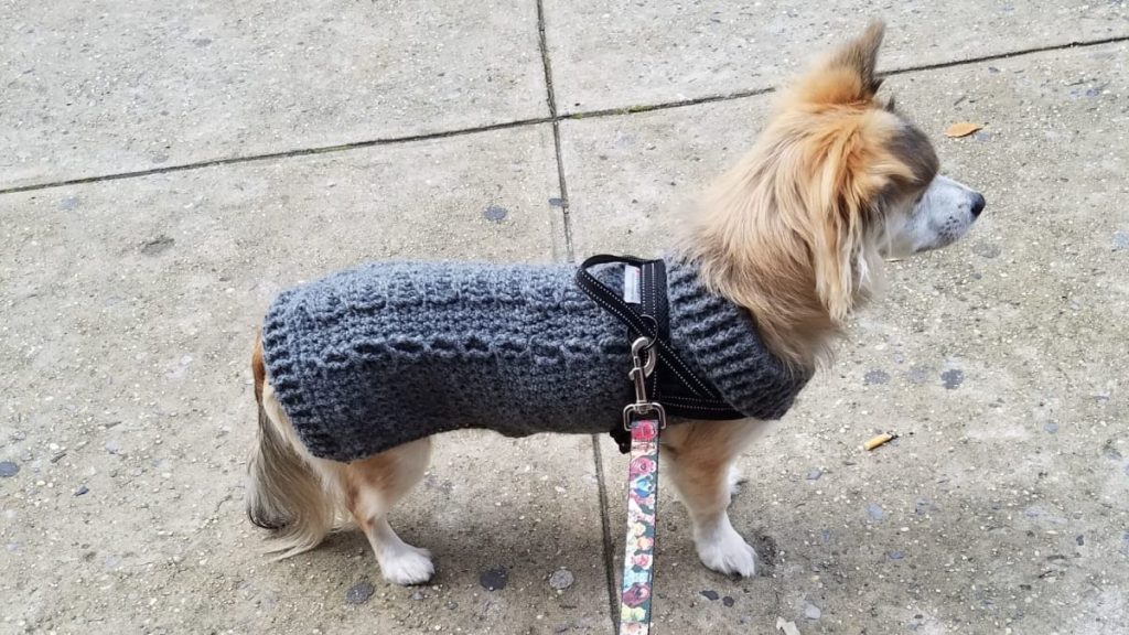 Does My Dog Need a Hoodie? dog wearing sweater hero