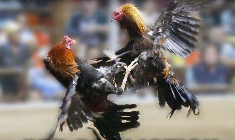 Unleashing the Excitement of PH Sabong: How to Participate in Online Sabong and Watch Live Matches sabong fr sabong sports